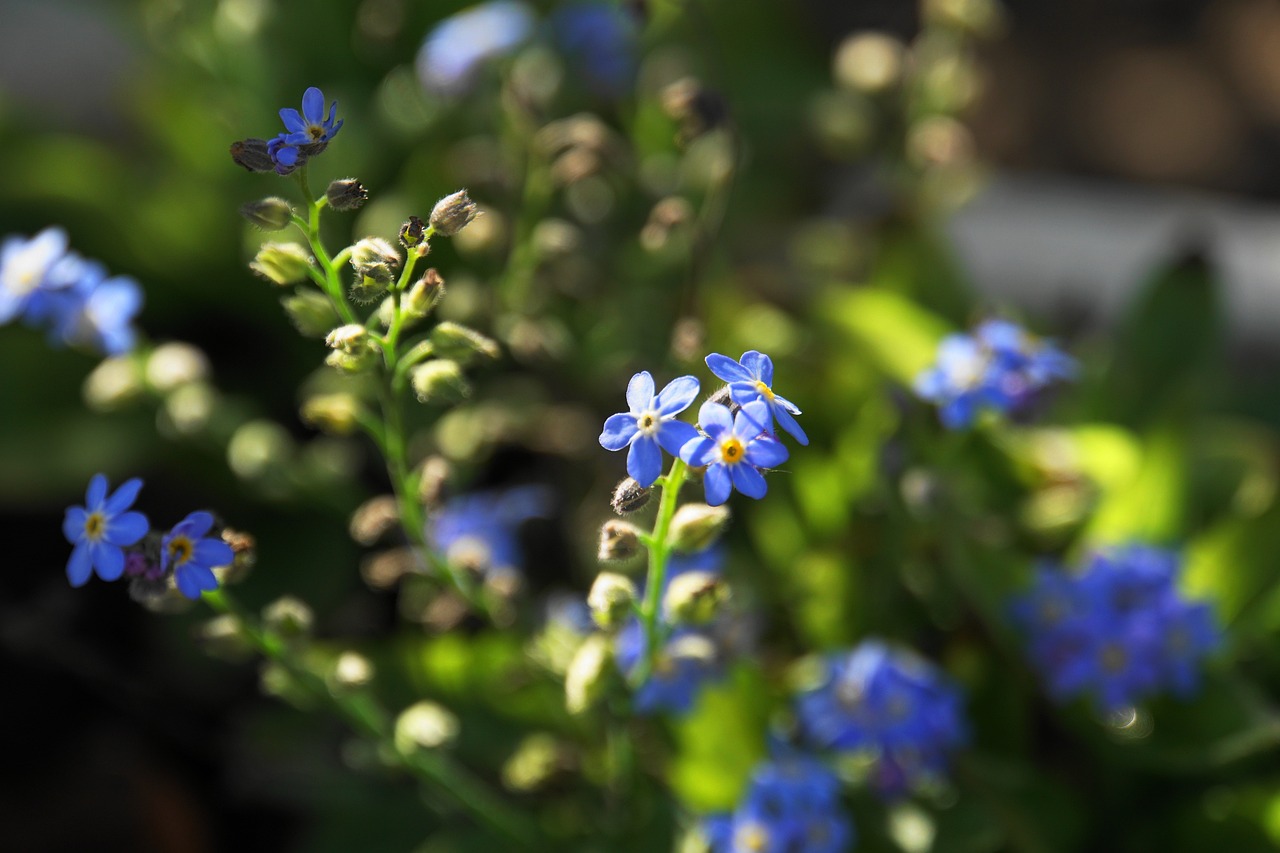 悦颖花卉，室内花卉植物出租价位表与绿色生活之美  第1张